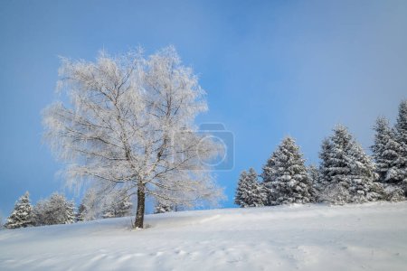 Téléchargez les photos : Vue d'un paysage hivernal enneigé avec des arbres recouverts de glace rime. - en image libre de droit