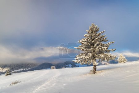 Téléchargez les photos : Épinette enneigée au premier plan du paysage hivernal par temps ensoleillé. Parc national Mala Fatra dans le nord-ouest de la Slovaquie, Europe. - en image libre de droit