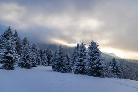 Téléchargez les photos : Beau paysage hivernal d'épinettes enneigées. Parc national Mala Fatra dans le nord-ouest de la Slovaquie, Europe. - en image libre de droit