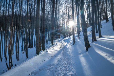 Foto de Vista del paisaje invernal con bosques nevados. Reserva Natural Nacional Sulov Rocks, Eslovaquia, Europa. - Imagen libre de derechos