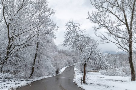 Téléchargez les photos : Une route à travers un paysage hivernal avec des arbres enneigés. - en image libre de droit