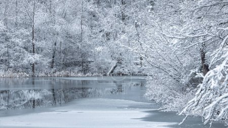 Photo for Winter snowy landscape with a lake by a forest. - Royalty Free Image