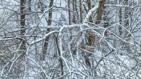 Foto de Paisaje invernal con árboles cubiertos de nieve fresca. - Imagen libre de derechos