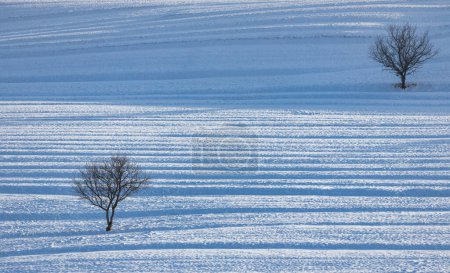 Téléchargez les photos : Paysage hivernal avec des arbres dans des prairies enneigées. - en image libre de droit