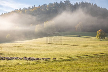 Foto de Una manada de ovejas pastando en un prado en el primer plano de un paisaje de niebla en la mañana de otoño. Las rocas de Sulov, reserva natural nacional en el noroeste de Eslovaquia, Europa. - Imagen libre de derechos