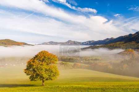 Téléchargez les photos : Un arbre au premier plan d'un paysage d'automne brumeux. The Sulov Rocks, réserve naturelle nationale au nord-ouest de la Slovaquie, Europe. - en image libre de droit