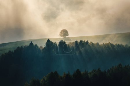 Photo for Lonely tree in autumn misty mountainous landscape with morning sun rays shining through the clouds. The Orava region of Slovakia, Europe. - Royalty Free Image