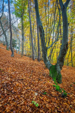 Téléchargez les photos : Une forêt d'arbres à feuilles caduques en automne. The Sulov Rocks, réserve naturelle nationale au nord-ouest de la Slovaquie, Europe. - en image libre de droit