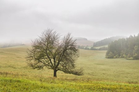 Téléchargez les photos : Misty paysage matinal d'automne avec arbre solitaire tranquille. - en image libre de droit