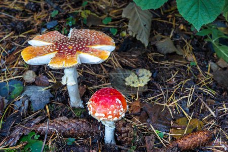 Téléchargez les photos : Toadstool rouge en gros plan dans l'environnement naturel de la forêt d'automne. - en image libre de droit