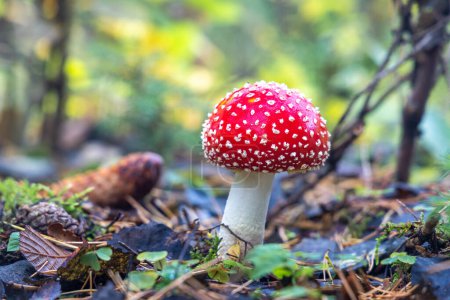 Téléchargez les photos : Toadstool rouge en gros plan dans l'environnement naturel de la forêt d'automne. - en image libre de droit