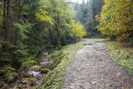 Téléchargez les photos : Tranquille sentier d'automne le long du ruisseau à travers la forêt. Parc national Mala Fatra en Slovaquie, Europe. - en image libre de droit