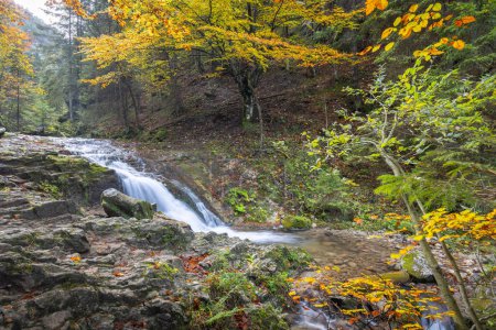 Téléchargez les photos : Cascade sur un ruisseau en forêt à l'automne.La gorge rocheuse Dolne diery dans le parc national de Mala Fatra, Slovaquie, Europe. - en image libre de droit