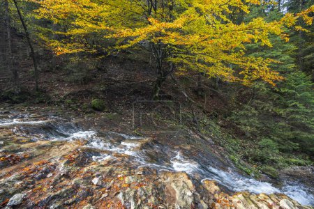 Téléchargez les photos : Cascade sur un ruisseau en forêt à l'automne.La gorge rocheuse Dolne diery dans le parc national de Mala Fatra, Slovaquie, Europe. - en image libre de droit