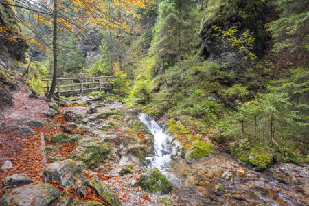 Foto de Una pasarela de madera sobre un arroyo en el bosque de otoño. El parque nacional Mala Fatra en Eslovaquia, Europa. - Imagen libre de derechos