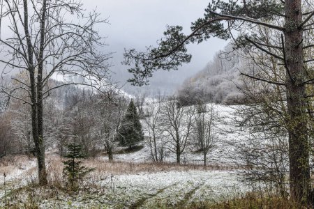 Téléchargez les photos : Paysage hivernal avec des arbres enneigés lors d'une journée brumeuse. Parc national Mala Fatra dans le nord-ouest de la Slovaquie, Europe. - en image libre de droit