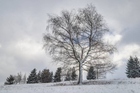 Foto de Árboles nevados en el paisaje invernal. El parque nacional Mala Fatra en el noroeste de Eslovaquia, Europa. - Imagen libre de derechos