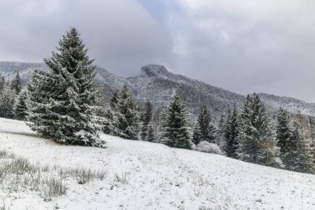 Téléchargez les photos : Paysage hivernal avec des arbres enneigés et des montagnes lors d'une journée brumeuse. Parc national Mala Fatra dans le nord-ouest de la Slovaquie, Europe. - en image libre de droit