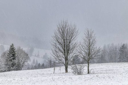 Téléchargez les photos : Paysage hivernal avec arbres et montagnes brumeuses aux chutes de neige. Parc national Mala Fatra dans le nord-ouest de la Slovaquie, Europe. - en image libre de droit