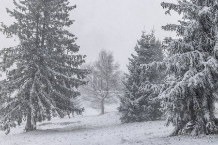 Téléchargez les photos : Paysage brumeux hivernal avec arbres aux chutes de neige. Parc national Mala Fatra dans le nord-ouest de la Slovaquie, Europe. - en image libre de droit