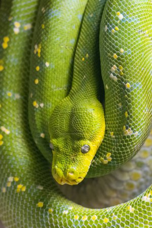 Foto de Python árbol verde (Morelia viridis), serpiente en una vista de cerca. - Imagen libre de derechos