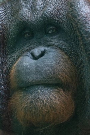 Photo for Bornean orangutan (Pongo pygmaeus), face of ape in a close-up view. - Royalty Free Image