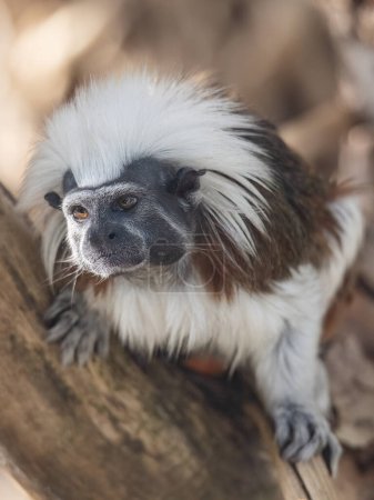 Photo for The cotton-top tamarin (Saguinus oedipus), a small monkey. - Royalty Free Image