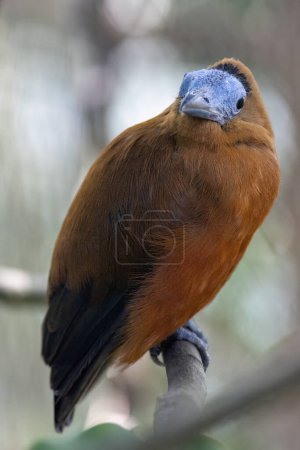 Photo for Capuchin bird (Perissocephalus tricolor) sitting on a branch of a tree. - Royalty Free Image
