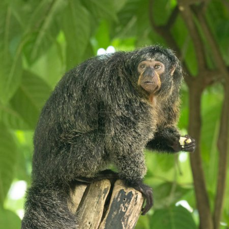 Photo for The white-faced saki (Pithecia pithecia) monkey, also called the Guianan saki. - Royalty Free Image