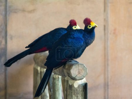 Photo for Ross's turaco (Tauraco rossae), a bluish-purple African bird. - Royalty Free Image