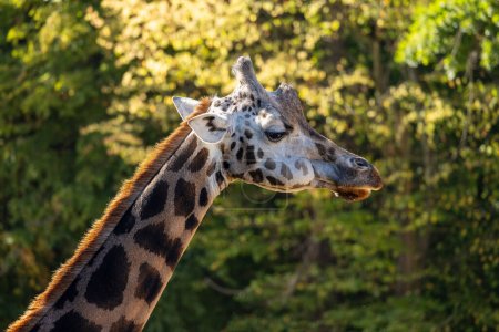 Foto de La jirafa de Rothschild (Giraffa camelopardalis rothschildi) en vista de cerca. - Imagen libre de derechos