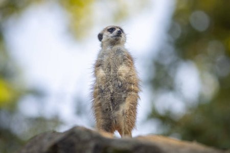 Foto de El suricata (Suricata suricatta), retrato de suricate en posición de mirador. - Imagen libre de derechos