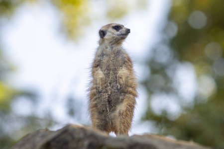 Téléchargez les photos : Le suricate (Suricata suricatta), portrait de suricate en position de guet. - en image libre de droit