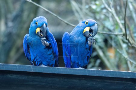 Photo for The hyacinth macaw (Anodorhynchus hyacinthinus), couple of parrots. - Royalty Free Image
