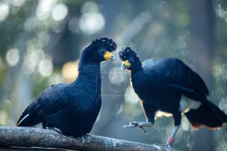 Photo for The black curassow (Crax alector), portrait of a bird. - Royalty Free Image