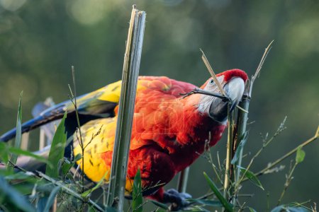 Téléchargez les photos : L'aras écarlate (Ara macao), un grand perroquet tropical rouge. - en image libre de droit