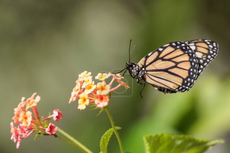 Foto de Mariposa monarca descansando sobre una flor
. - Imagen libre de derechos