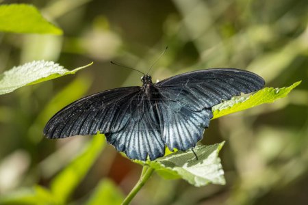 Téléchargez les photos : Papilio polytes, le papillon à queue d'hirondelle mormon. - en image libre de droit