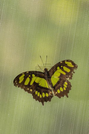 Téléchargez les photos : Papillon malachite (Siproeta stelenes) sur fond textile. - en image libre de droit