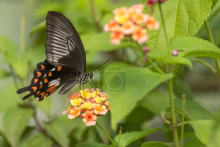 Foto de Hermosa mariposa de cola de golondrina americana polinizando una flor fragante. - Imagen libre de derechos