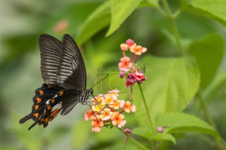 Téléchargez les photos : Beau papillon à queue d'hirondelle d'Amérique pollinisant une fleur parfumée. - en image libre de droit