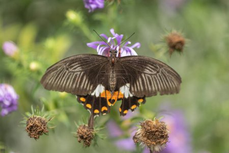 Téléchargez les photos : Beau papillon à queue d'hirondelle d'Amérique pollinisant une fleur parfumée. - en image libre de droit