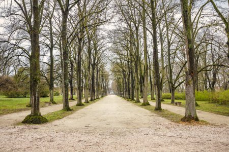 Photo for Alley of trees in The Eszterhaza castle park in Fertod, Hungary, Europe. - Royalty Free Image