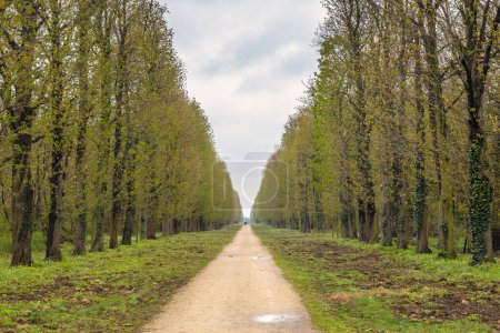 Photo for Alley of trees in The Eszterhaza castle park in Fertod, Hungary, Europe. - Royalty Free Image