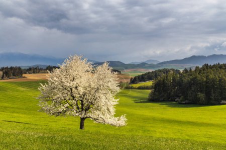 Foto de Hermoso paisaje de primavera con árbol de flores y montañas en el fondo. Vista del parque nacional Velka Fatra en Eslovaquia, Europa. - Imagen libre de derechos