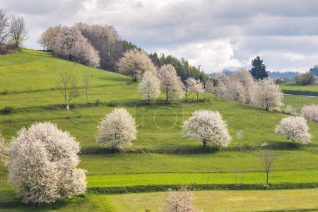 Téléchargez les photos : Paysage printanier avec des arbres en fleurs sur des prairies verdoyantes près du village de Hrinova en Slovaquie, Europe. - en image libre de droit