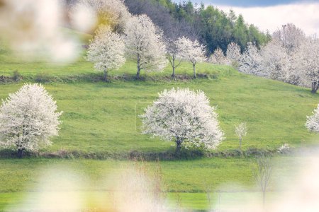 Photo for Spring landscape with blossom trees on a green meadows near The Hrinova village in Slovakia, Europe. - Royalty Free Image