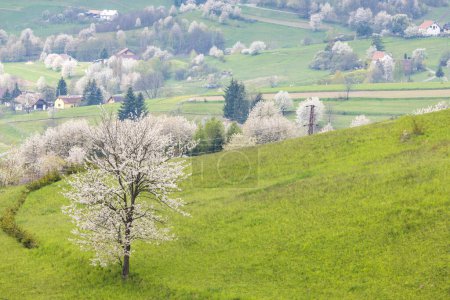 Photo for Spring landscape with blossom trees on a green meadows. The Hrinova village in Slovakia, Europe. - Royalty Free Image