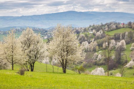 Foto de Paisaje primaveral con árboles en un prado verde cerca del pueblo de Hrinova en Eslovaquia, Europa. - Imagen libre de derechos