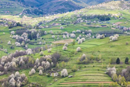 Téléchargez les photos : Paysage printanier avec des arbres en fleurs sur des prairies verdoyantes. Le village de Hrinova en Slovaquie, Europe. - en image libre de droit